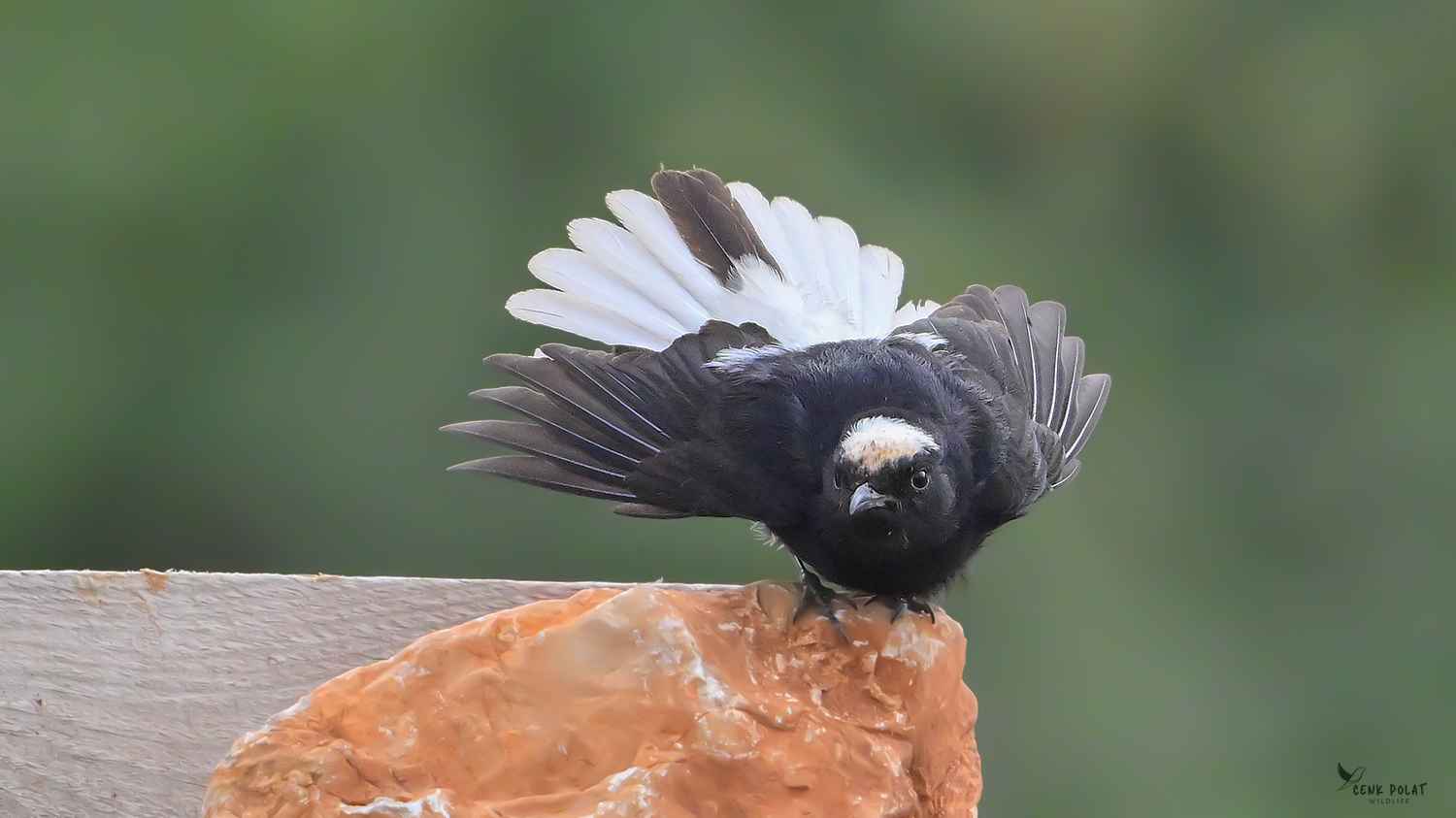 White-crowned Wheatear